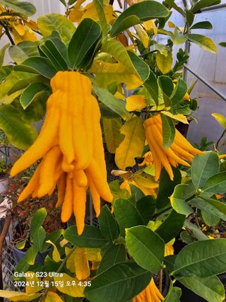 마로니에농원님의 자유주제 · 자유게시판 작성글 사진