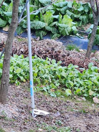 텃밭입문님의 농사, 무엇이든 물어보세요! · 참여글 작성글 사진