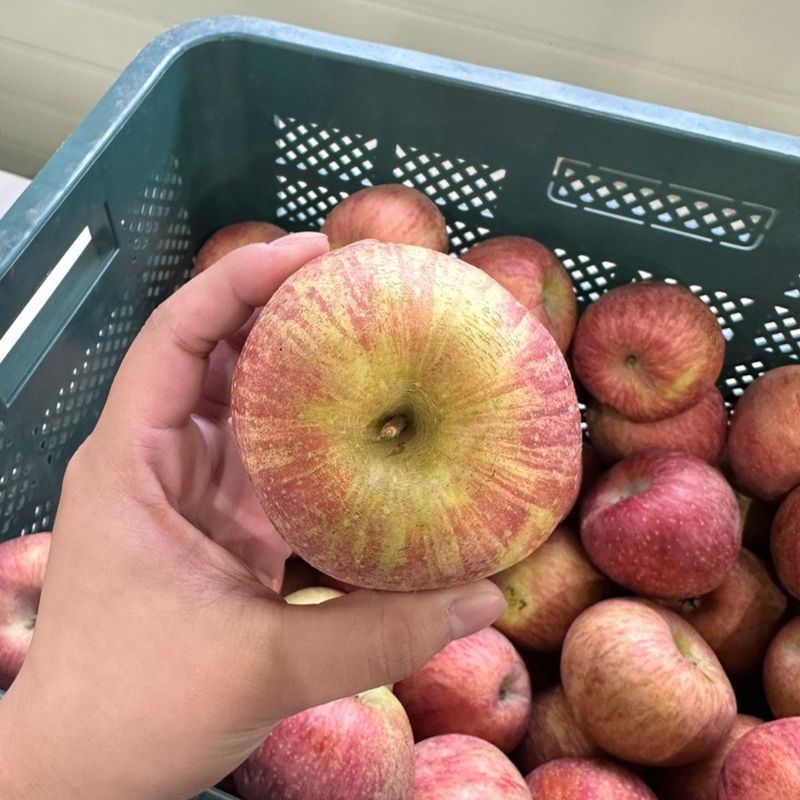 프룻하늬님의 장터 판매 상품 [[초특가]경북 부사사과] 첨부 사진