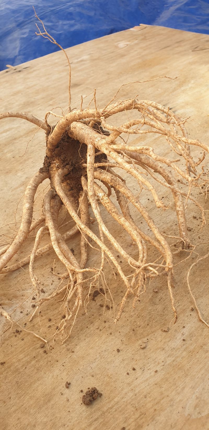 토마토아부지왕궁면님의 장터 판매 상품 [토종6년근약도라지1킬로에] 첨부 사진