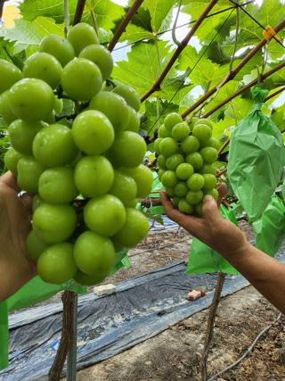 행복님의 작성글 사진