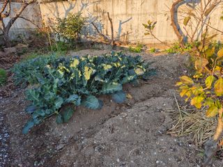 낙엽교목류11048님의 자유주제 · 자유게시판 작성글 사진