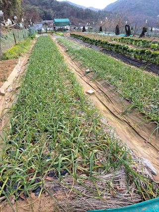 권찬훈님의 마늘 · 영농일지 작성글 사진