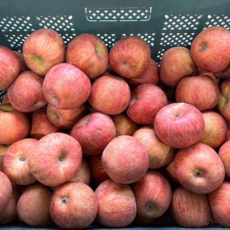 프룻하늬님의 장터 판매 상품 [[초특가]경북 부사사과] 첨부 사진