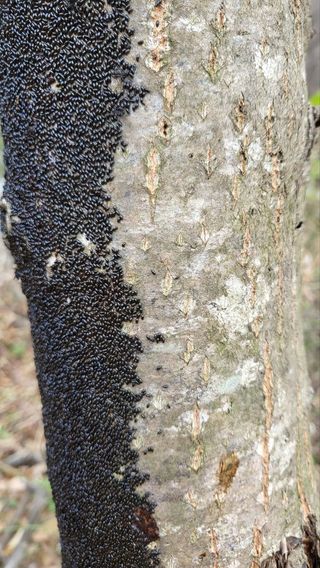 텃밭입문님의 농사, 무엇이든 물어보세요! · 참여글 작성글 사진