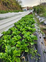 팜모닝 상추·영농일지 게시글 이미지