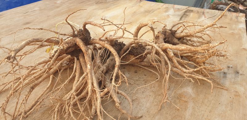 장터 상품 [토종6년근약도라지1킬로에] 썸네일