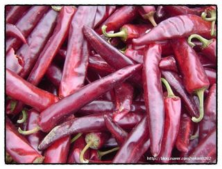 김순향님의 고추 · 품종•종자 작성글 사진