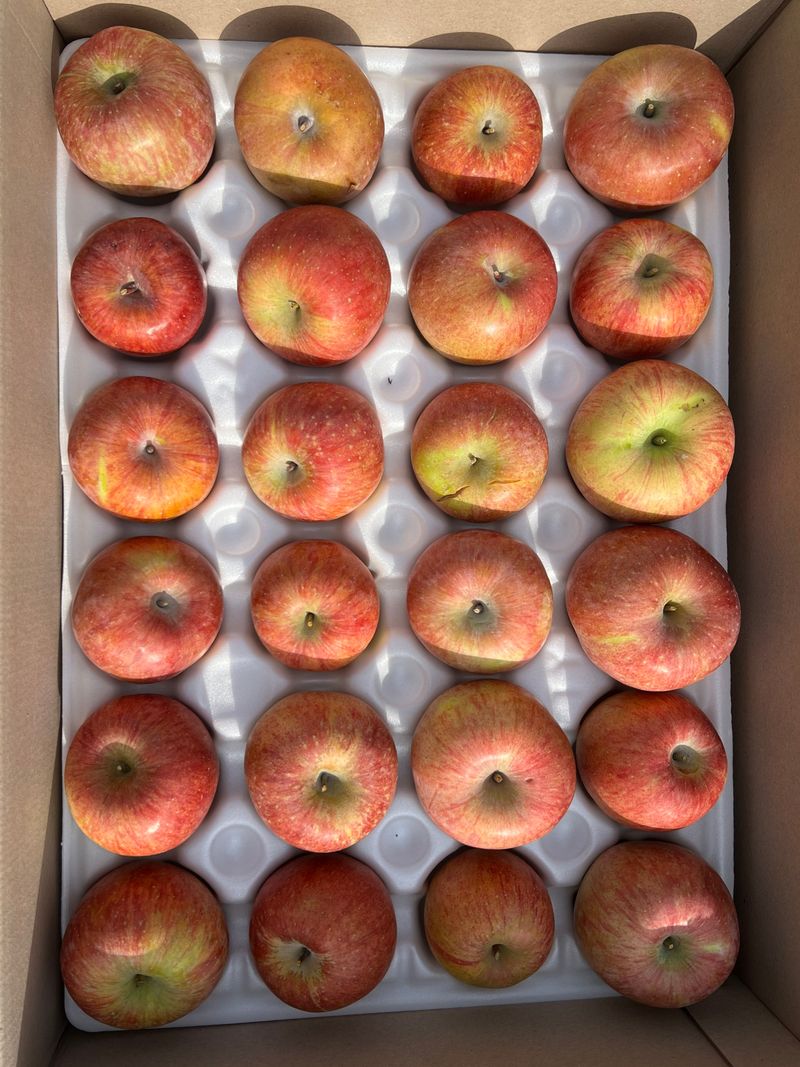 프룻하늬님의 장터 판매 상품 [[초특가]경북 부사사과] 첨부 사진