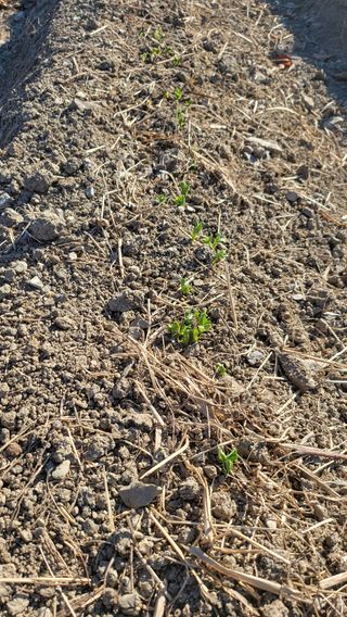 방촌대장님의 자유주제 · 자유게시판 작성글 사진