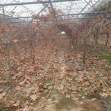 팜모닝 포도·영농일지 게시글 이미지