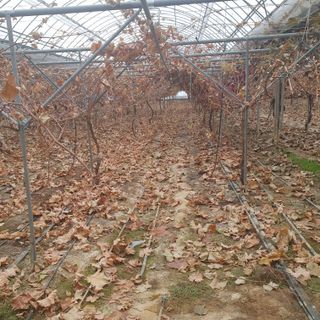 남은현님의 포도 · 영농일지 작성글 사진