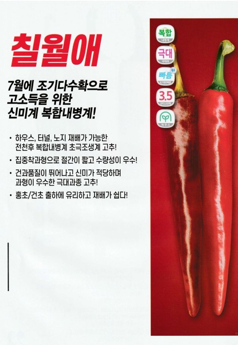 대산농사대장님의 장터 판매 상품 [7월애 1200립 고추 종자 고추 씨앗 극대과 조생종 매운맛 조기수확] 첨부 사진