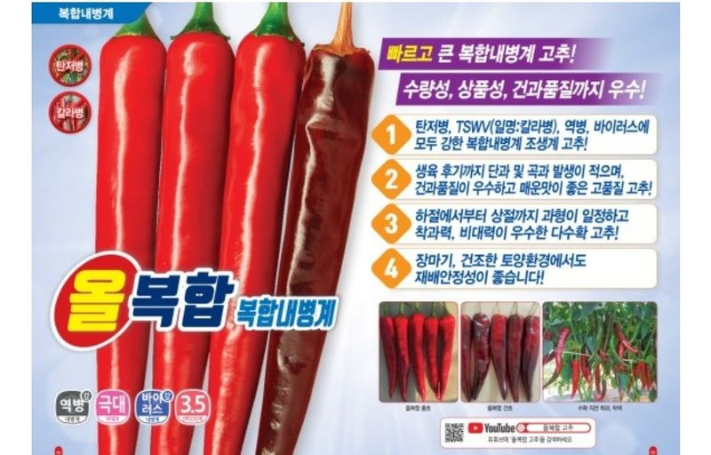 대산농사대장님의 장터 판매 상품 [올복합 고추씨앗 고추 씨 품종 종자 다나씨드] 첨부 사진