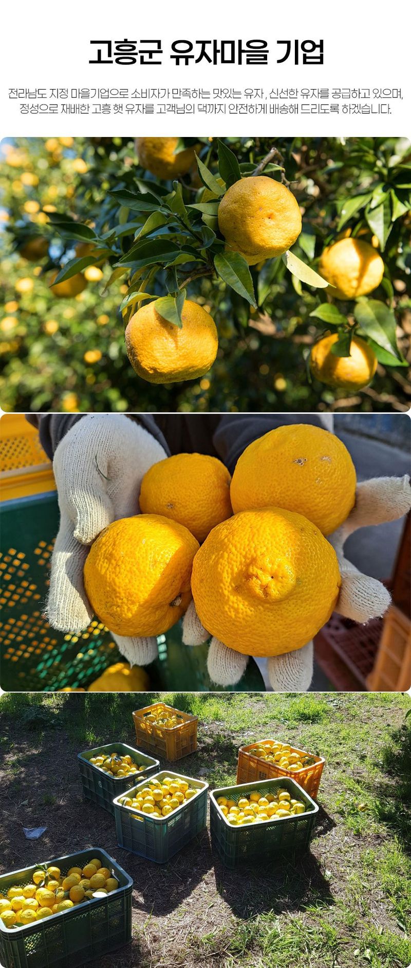 초록미소 금호농장님의 장터 판매 상품 [[품절] 2024년 햇 고흥유자 생과유자 생유자 판매합니다.] 첨부 사진