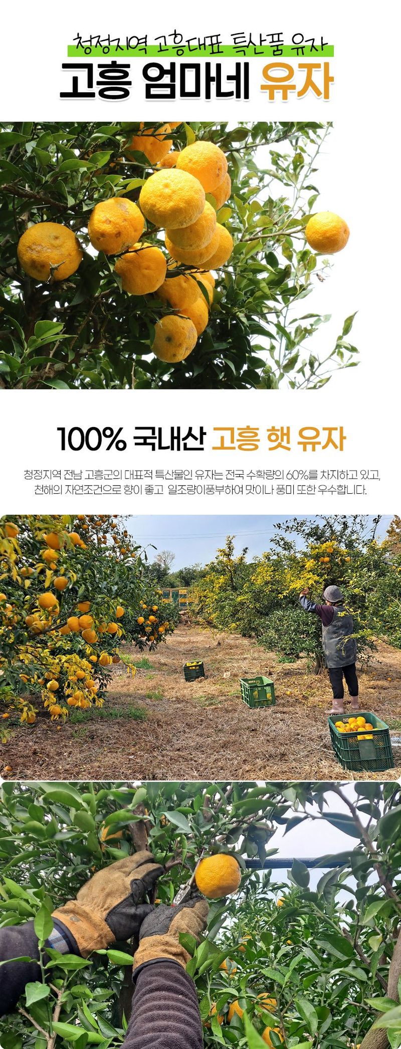 초록미소 금호농장님의 장터 판매 상품 [[품절] 2024년 햇 고흥유자 생과유자 생유자 판매합니다.] 첨부 사진