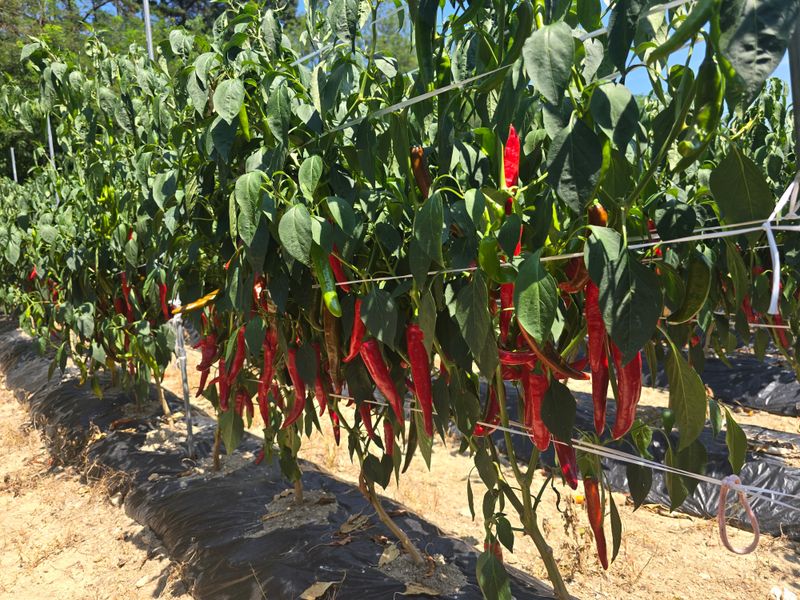 오정근님의 장터 판매 상품 [건고추1근] 첨부 사진