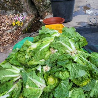 서녕영더기님의 자유주제 · 자유게시판 작성글 사진
