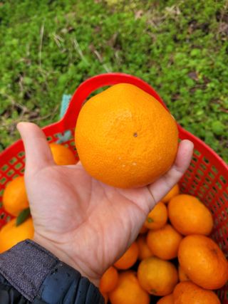서귀포달코롬감귤농원님의 자유주제 · 자유게시판 작성글 사진