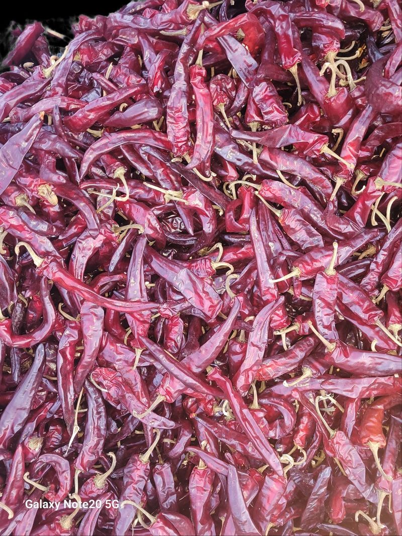 오정근님의 장터 판매 상품 [건고추1근] 첨부 사진