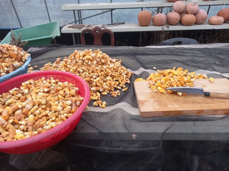 강헌구님의 장터 판매 상품 [강황 분말  . 환  550g] 첨부 사진