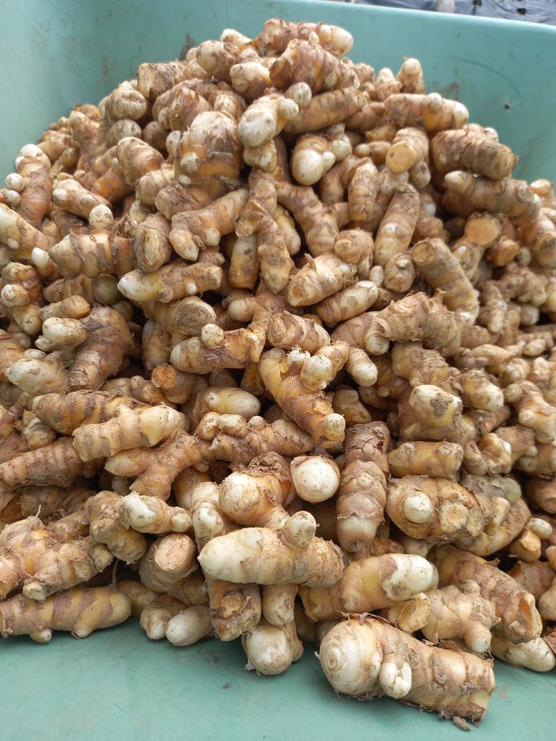 강헌구님의 장터 판매 상품 [강황 분말  . 환  550g] 첨부 사진