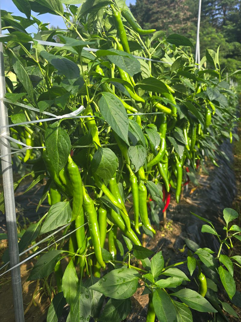 장터 상품 [건고추1근] 썸네일