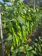 팜모닝 · 게시글 이미지