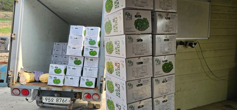 권희석 섬초님의 장터 판매 상품 [비금도 파파섬초 재래종텃밭섬초 2kg] 첨부 사진