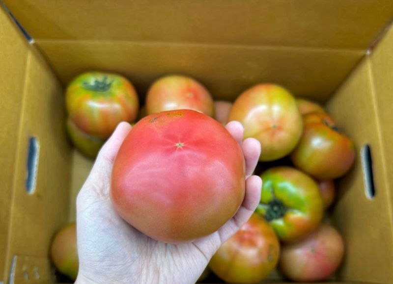 농부손녀님의 장터 판매 상품 [[파격쎄일] 멋쟁이 토마토 5kg / 10kg] 첨부 사진