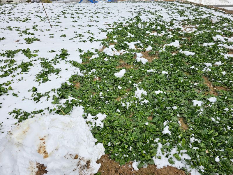 권희석 섬초님의 장터 판매 상품 [비금도 파파섬초 재래종텃밭섬초 2kg] 첨부 사진