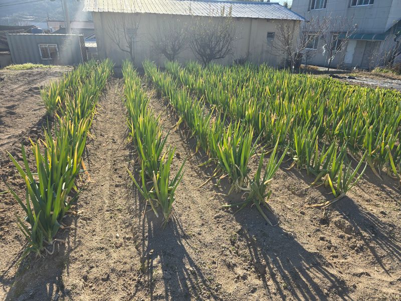 장터 상품 [대파 ] 썸네일