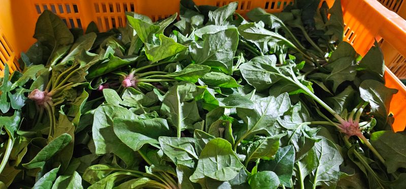 권희석 섬초님의 장터 판매 상품 [비금도 파파섬초 재래종텃밭섬초 2kg] 첨부 사진