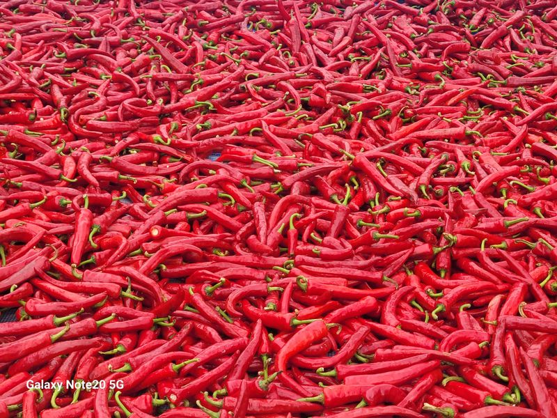 오정근님의 장터 판매 상품 [건고추1근] 첨부 사진