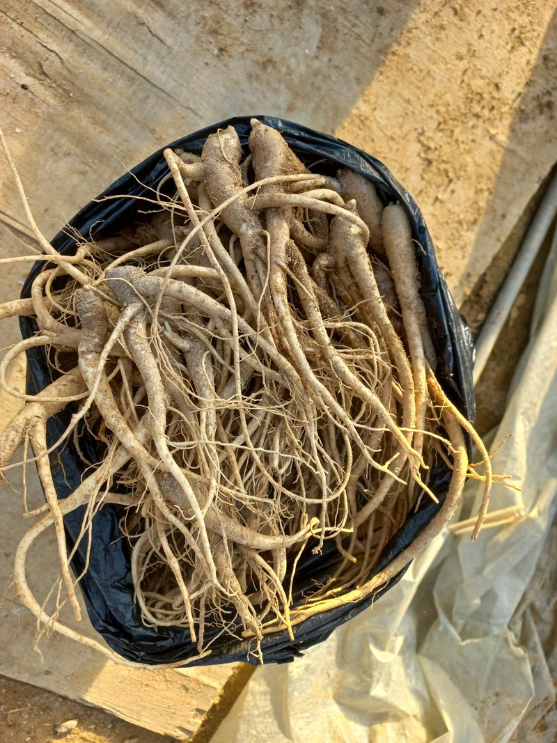 이명숙님의 장터 판매 상품 [도라지1kg 10000원 판매완료 ] 첨부 사진