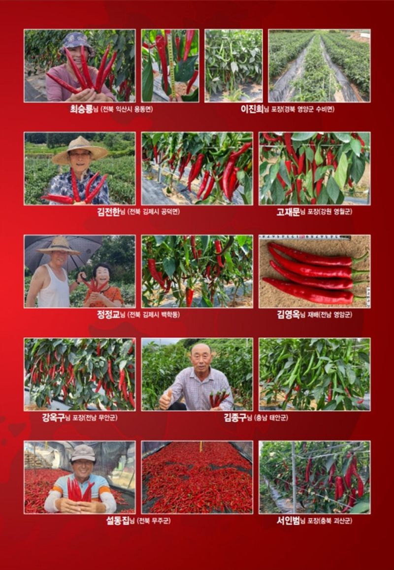 대산농사대장님의 장터 판매 상품 [7월애 1200립 고추 종자 고추 씨앗 극대과 조생종 매운맛 조기수확] 첨부 사진