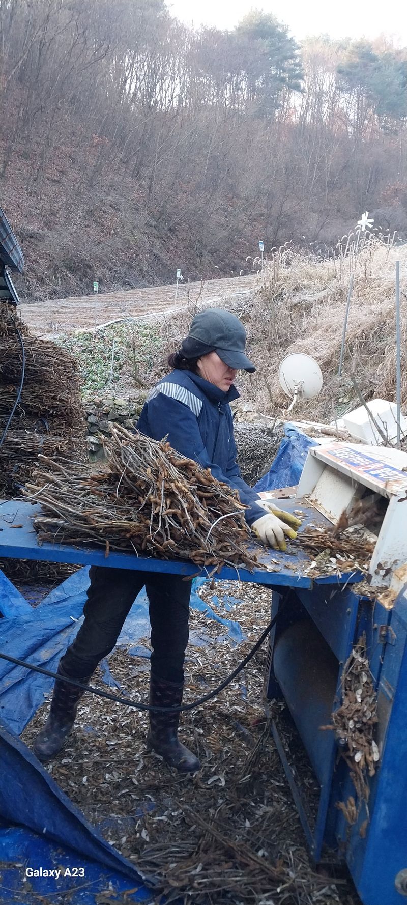 이일철 (조이산골)님의 장터 판매 상품 [서리맞은서리태1Kg ] 첨부 사진