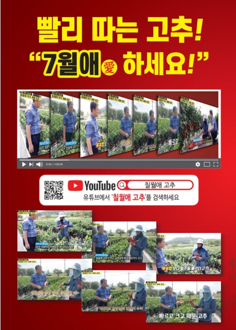 대산농사대장님의 장터 판매 상품 [7월애 1200립 고추 종자 고추 씨앗 극대과 조생종 매운맛 조기수확] 첨부 사진