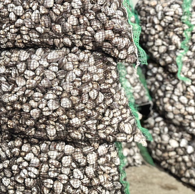 농부손녀님의 장터 판매 상품 [여수 제철 왕 새꼬막 1kg] 첨부 사진