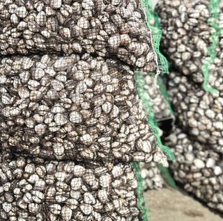 농부손녀님의 작성글 사진