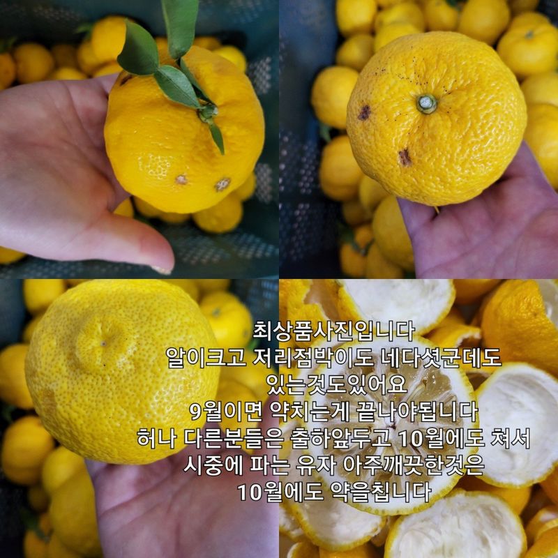 장금이1님의 장터 판매 상품 [유자차 (퓨레)2병 39.000] 첨부 사진