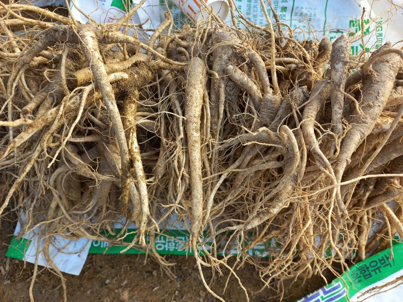 이명숙님의 장터 판매 상품 [도라지1kg 10000원 판매완료 ] 첨부 사진