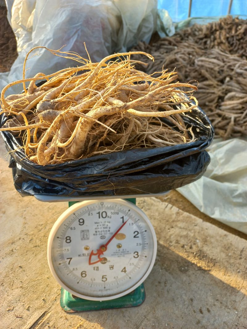 이명숙님의 장터 판매 상품 [도라지1kg 10000원 판매완료 ] 첨부 사진