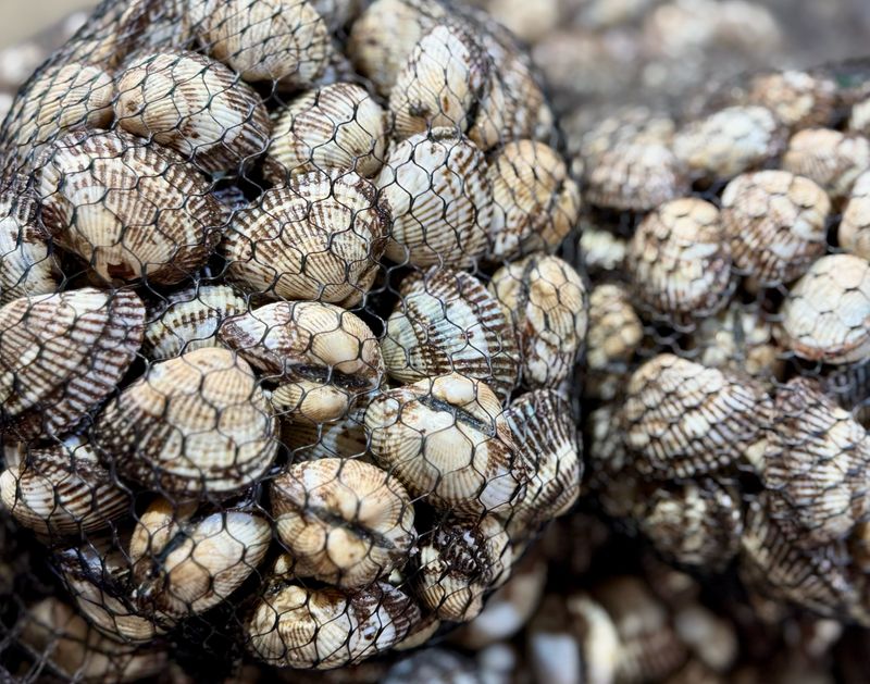 농부손녀님의 장터 판매 상품 [여수 제철 왕 새꼬막 1kg] 첨부 사진