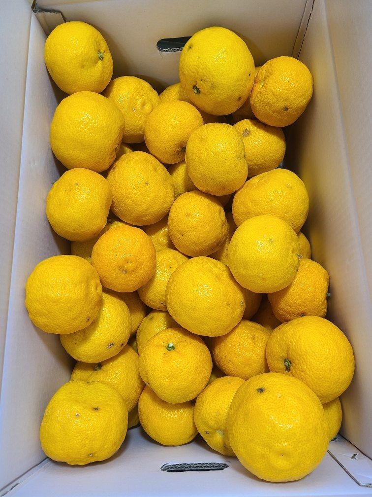 장금이1님의 장터 판매 상품 [유자차 (퓨레)2병 39.000] 첨부 사진