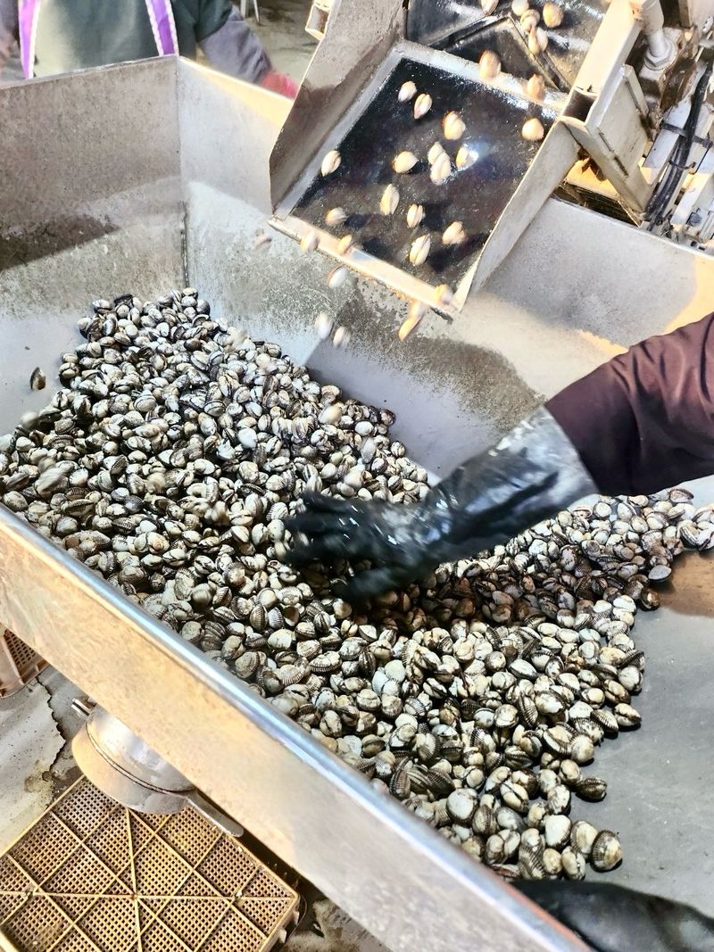 농부손녀님의 장터 판매 상품 [여수 제철 왕 새꼬막 1kg] 첨부 사진