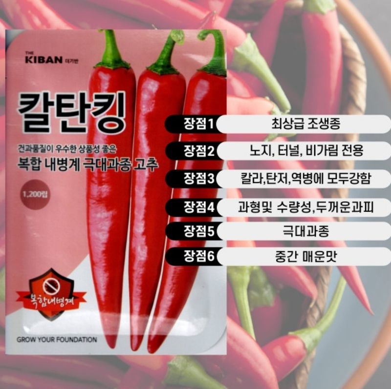 대산농사대장님의 장터 판매 상품 [더기반고추1200립 복합내병계 프리미엄 고추씨앗] 첨부 사진