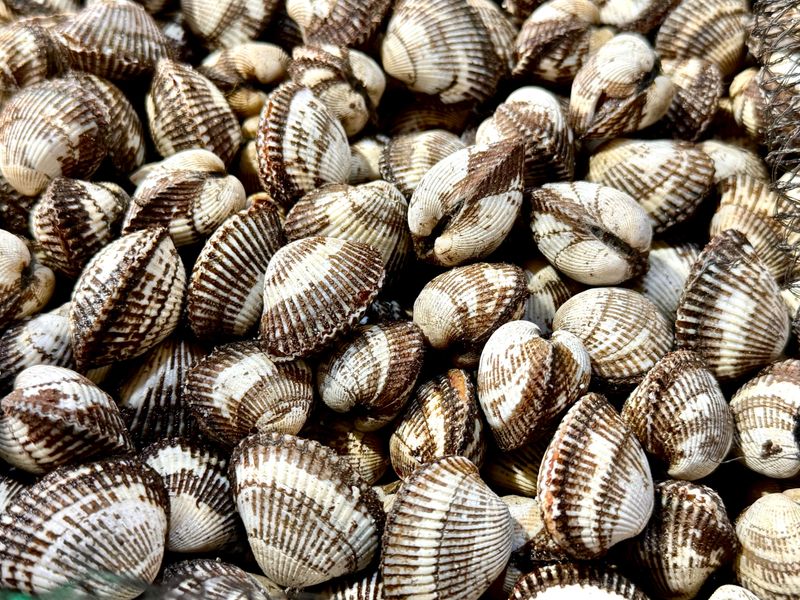 농부손녀님의 장터 판매 상품 [여수 제철 왕 새꼬막 1kg] 첨부 사진