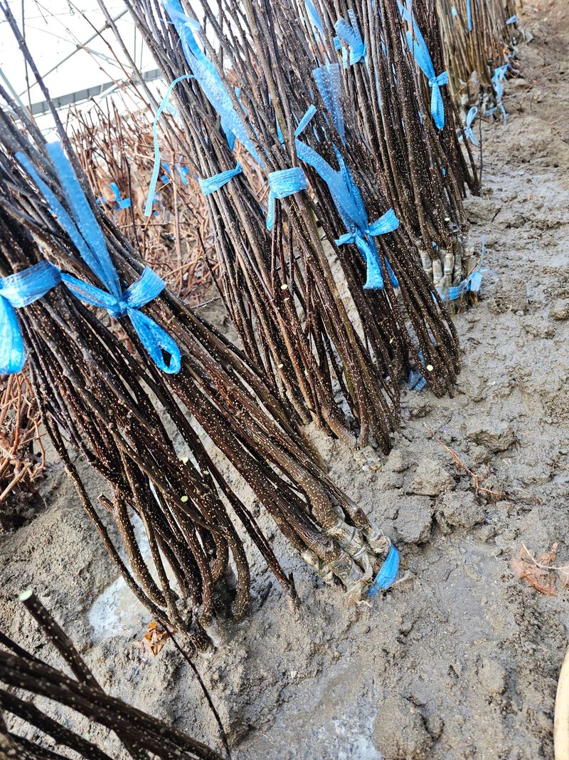 장터 상품 [가시없는  초피 제피나무 접목1년생 ] 썸네일