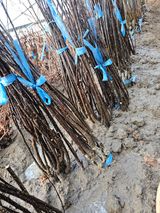 팜모닝 · 게시글 이미지